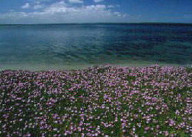 The Lakes National Park - Accommodation Whitsundays 0