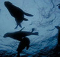 The Arches Marine Sanctuary - Accommodation Whitsundays