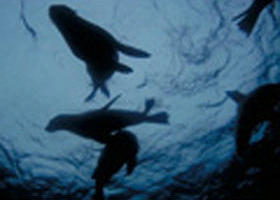 The Arches Marine Sanctuary - Accommodation Whitsundays 0