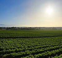 GREENSTONE VINEYARDS - Accommodation Whitsundays