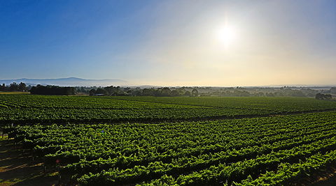 GREENSTONE VINEYARDS - Accommodation Whitsundays 0