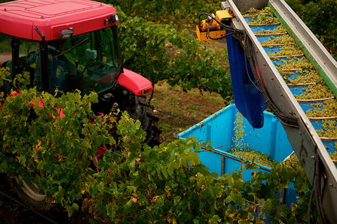 GREENSTONE VINEYARDS - Accommodation Whitsundays 3