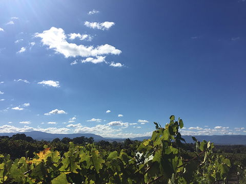 GREENSTONE VINEYARDS - Accommodation Whitsundays 5