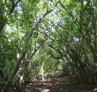 Eucalypt Trail - Accommodation Whitsundays