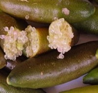 Sandy Creek Olives and Finger Limes - Accommodation Whitsundays