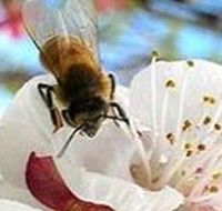 Clayridge Honey - Accommodation Whitsundays