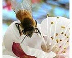 Clayridge Honey - Accommodation Whitsundays 0