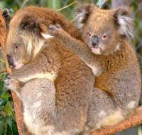 Shoalhaven Zoo - Accommodation Whitsundays