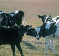 Bodalla Dairy Cheese Factory - Accommodation Whitsundays