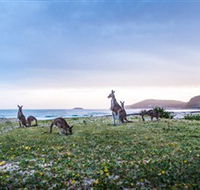 Pebbly Beach - Accommodation Whitsundays