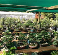 Bonsai at the Bay - Accommodation Whitsundays