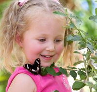 Coffs Harbour Butterfly House - Accommodation Whitsundays