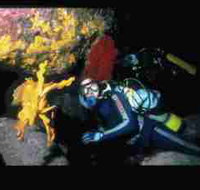 Solitary Islands Marine Park - Accommodation Whitsundays