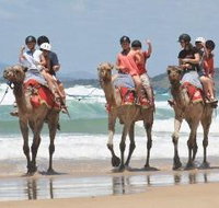 Camel Rides with Coffs Coast Camels - Accommodation Whitsundays