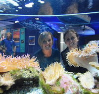 Solitary Islands Aquarium - Accommodation Whitsundays