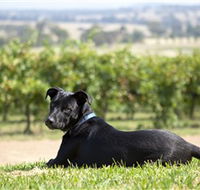 Moothi Estate Vineyard and Cellar Door - Accommodation Whitsundays