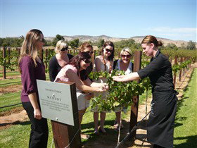 Jacob's Creek Vineyard Tour - Accommodation Whitsundays 2