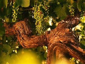 Henschke Cellars - Accommodation Whitsundays 4