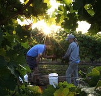 Oakdene Vineyards Restaurant and Cellar Door - Accommodation Whitsundays