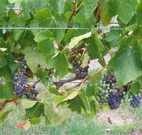 Dinny Goonan Wines - Accommodation Whitsundays