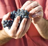 Brown Magpie Wines - Accommodation Whitsundays