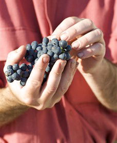 Brown Magpie Wines - Accommodation Whitsundays 0