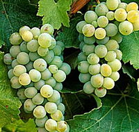 Clover Hill Vineyard - Accommodation Whitsundays
