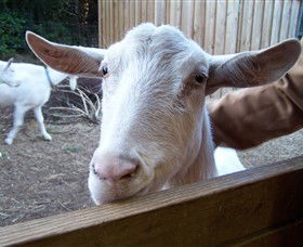Drysdale Cheeses - Accommodation Whitsundays 0