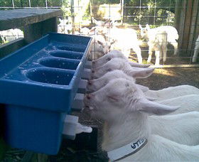Drysdale Cheeses - Accommodation Whitsundays 9