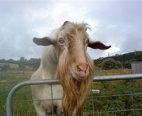 Drysdale Cheeses - Accommodation Whitsundays 16