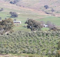 Wymah Organic Olives and Lambs - Accommodation Whitsundays