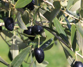 Wymah Organic Olives And Lambs - Accommodation Whitsundays 2