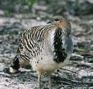 Yongergnow Australian Malleefowl Centre - Accommodation Whitsundays