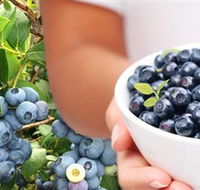 Jolly Berries - Accommodation Whitsundays