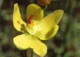 Langwarrin Flora And Fauna Reserve - Accommodation Whitsundays 0