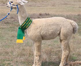 Marchmont Park Alpacas - Accommodation Whitsundays 1