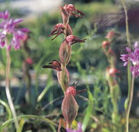 Carnamah-Eneabba Wildflower Drive - Accommodation Whitsundays