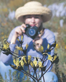 Carnamah-Eneabba Wildflower Drive - Accommodation Whitsundays 1