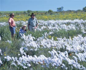 Carnamah-Eneabba Wildflower Drive - Accommodation Whitsundays 2