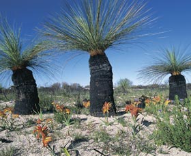 Carnamah-Eneabba Wildflower Drive - Accommodation Whitsundays 3