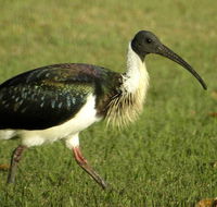 Toowoomba Water Bird Habitat - Accommodation Whitsundays