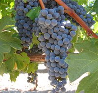 Joshuas Fault Wine - Accommodation Whitsundays