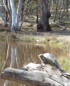 Mulligans Flat - Accommodation Whitsundays 0