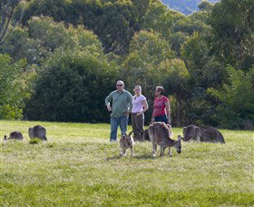 Tidbinbilla - Accommodation Whitsundays 1