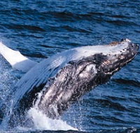 Sydney Eco Whale Watching - Accommodation Whitsundays