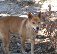 Cohunu Koala Park - Accommodation Whitsundays