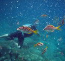 Imagine Cruises - Accommodation Whitsundays
