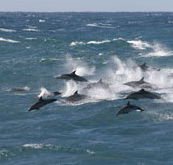 Tamboi Queen Cruises - Accommodation Whitsundays