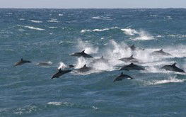 Tamboi Queen Cruises - Accommodation Whitsundays 0