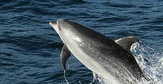Tamboi Queen Cruises - Accommodation Whitsundays 2